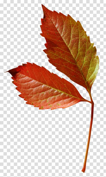 Maple leaf Plant stem Deciduous , Leaf transparent background PNG clipart