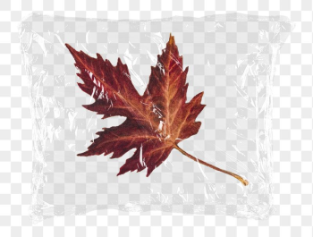 Maple leaf png plastic bag | Free PNG - rawpixel