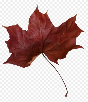 Maple Leaf Png Transparent Picture - Maple Leaf Maple Leaf Png Transparent Picture - Maple Leaf