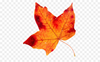 Maple leaf Pouzolles 0 - Leaf Maple leaf Pouzolles 0 - Leaf