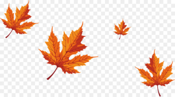 Maple leaf Red maple - Falling maple leaves 