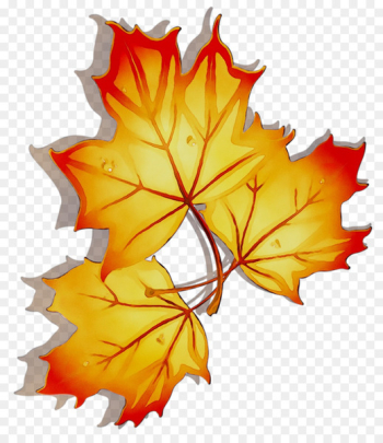 Maple leaf Symmetry - Maple leaf Symmetry -