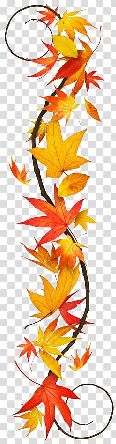 Maple leaf transparent background PNG clipart