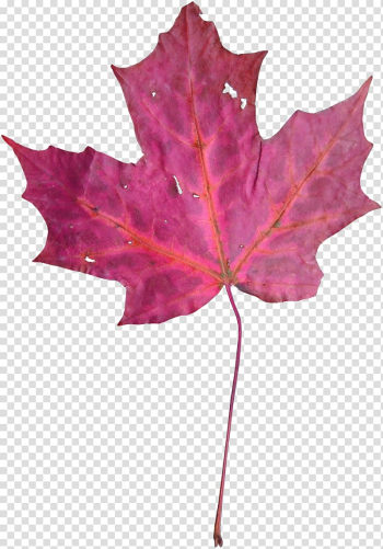 Maple leaf Violet Euclidean , Purple Maple Leaf transparent background PNG clipart