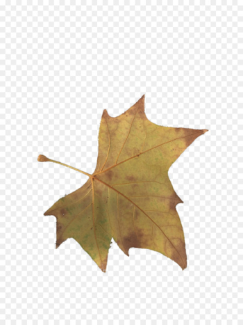 Maple leaf Yellow - Yellow maple leaves Maple leaf Yellow - Yellow maple leaves
