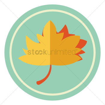 Maple leaves