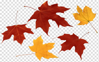 Maple leaves, Autumn leaf color , Fall Leaves transparent background PNG clipart Maple leaves, Autumn leaf color , Fall Leaves transparent background PNG clipart