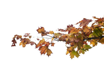 Maple Leaves Changing Color Maple Leaves Changing Color