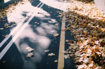 Maple Leaves on Roadway