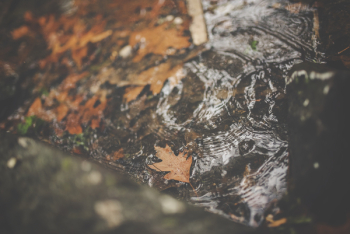 Maple Leaves on Water