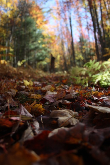 Maple Leaves Photo