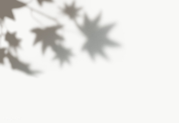 Maple leaves shadow on a wall | Free transparent png - 557611 Maple leaves shadow on a wall | Free transparent png - 557611