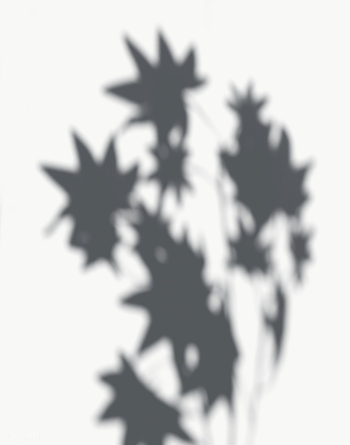Maple leaves shadow on a white wall | Free transparent png - 557646 Maple leaves shadow on a white wall | Free transparent png - 557646