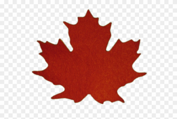 Maple Leaves - Sugar Maple Leaf