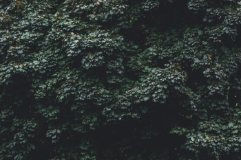 Maple Leaves Texture Moody