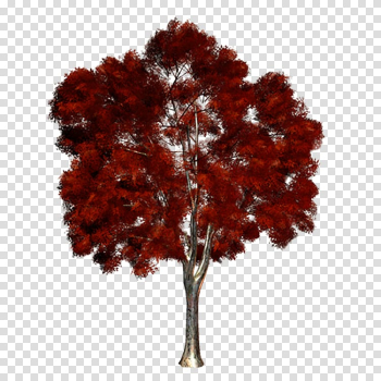 Maple Tree , Purple Tree transparent background PNG clipart Maple Tree , Purple Tree transparent background PNG clipart