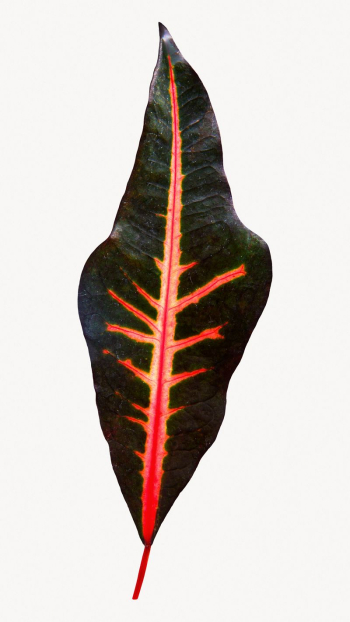 Maranta leaf isolated design | Free Photo - rawpixel Maranta leaf isolated design | Free Photo - rawpixel