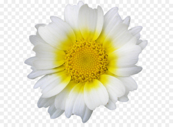 Marguerite daisy Common daisy Oxeye daisy Image Portable Network Graphics - camomille streamer 
