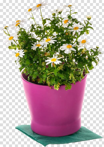 Marguerite daisy Cut flowers Annual plant Plants, argyranthemum frutescens transparent background PNG clipart