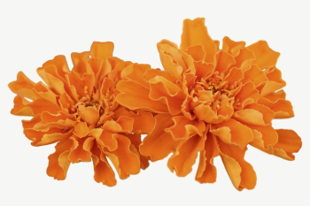 Marigold flower collage element, isolated | Free PSD - rawpixel