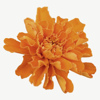 Marigold flower collage element, isolated | Free PSD - rawpixel