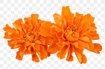 Marigold flower png sticker, transparent | Free PNG - rawpixel