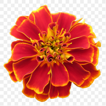 Marigold flower png sticker, transparent | Free PNG - rawpixel