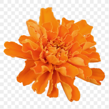 Marigold flower png sticker, transparent | Free PNG - rawpixel