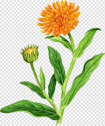 Marigold Wildflower , watercolor greenery transparent background PNG clipart Marigold Wildflower , watercolor greenery transparent background PNG clipart