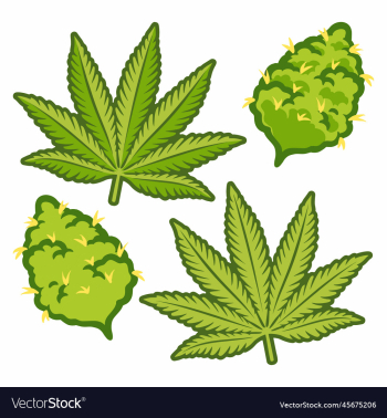 marijuana buds cannabis design marijuana buds cannabis design