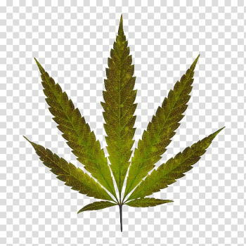 Marijuana Cannabis Leaf, cannabis transparent background PNG clipart