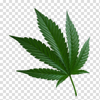 Marijuana Cannabis sativa Cannabis ruderalis Hemp, others transparent background PNG clipart