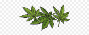 Marijuana - Hemp Leaves - Leaf Hemp Png