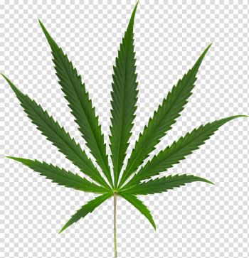 Marijuana leaf illustration, Marijuana Cannabis ruderalis Cannabis sativa subsp. indica Cannabis smoking, Cannabis transparent background PNG clipart