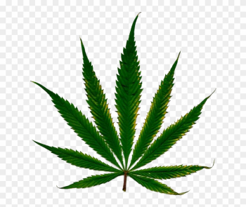 Marijuana Leaf White Background