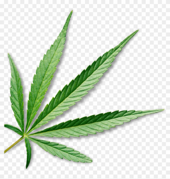 Marijuana - Medical Cannabis Marijuana - Medical Cannabis