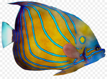 Marine biology Cobalt blue Fish -  