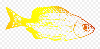 Marine biology Deep sea fish Desktop Wallpaper - Marine biology Deep sea fish Desktop Wallpaper -