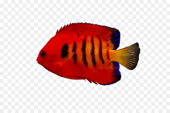 Marine biology Fish RED.M -  