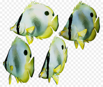 Marine biology Parakeet Fish -  