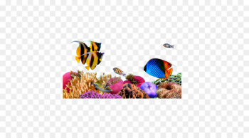 Marine biology Sea Underwater Algae - sea Marine biology Sea Underwater Algae - sea