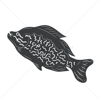 Marine fish Marine fish