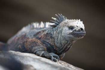 Marine Iguana Marine Iguana
