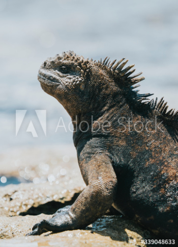 Marine Iguana Marine Iguana