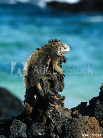 Marine Iguana Marine Iguana