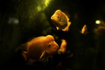 Marine Life Marine Life
