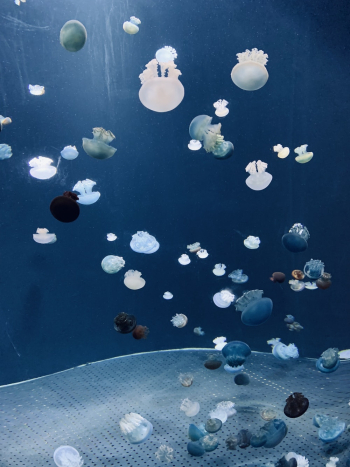 marine life marine life