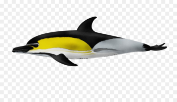 marine mammal common dolphins dolphin cetacea short-beaked common dolphin marine mammal common dolphins dolphin cetacea short-beaked common dolphin