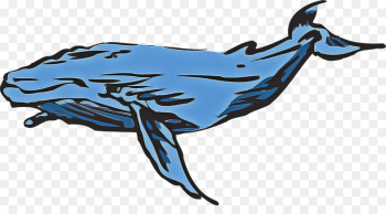 marine mammal humpback whale cetacea whale blue whale marine mammal humpback whale cetacea whale blue whale