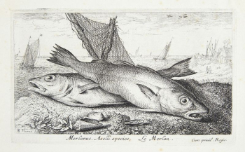 Marlin (Merlanus, Aselli species) | Free Photo - rawpixel Marlin (Merlanus, Aselli species) | Free Photo - rawpixel